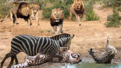 نبرد حیوانات وحشی | حمله شیرها...