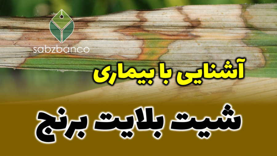 علایم بیماری سوختگی غلاف (شیت بلایت) برنج PRO-Seq