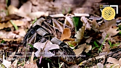 تکنیک وحشتناک شکار موش گرزه نر...