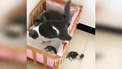 حیواناتی که حرف میزنند طنز