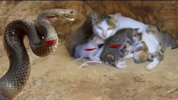 حیات وحش  مبارزه گربه برای محا...