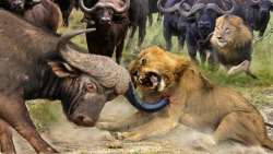 جنگ حیوانات وحشی | حفاظت بوفال...