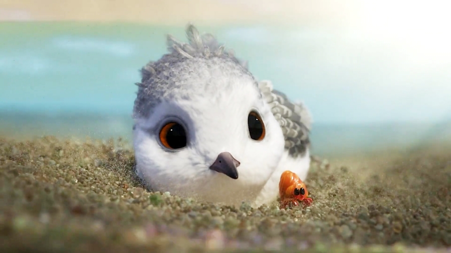 انیمیشن کوتاه جوجه مرغ دریایی Disney Pixar  Piper