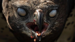 جنگ عقاب و حواصیل | عقاب توانا...