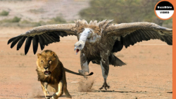 دنیای حیات وحش | این پرنده همه...