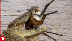 13 لحظه کروکودیل ها طعمه خود ر...