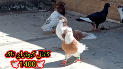 نمایشی از کبوترای رنگی خودم (پ...