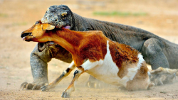 جنگ حیوانات وحشی | نبرد کومودو...