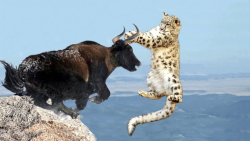 دنیای حیات وحش | حمله گاو نر ب...