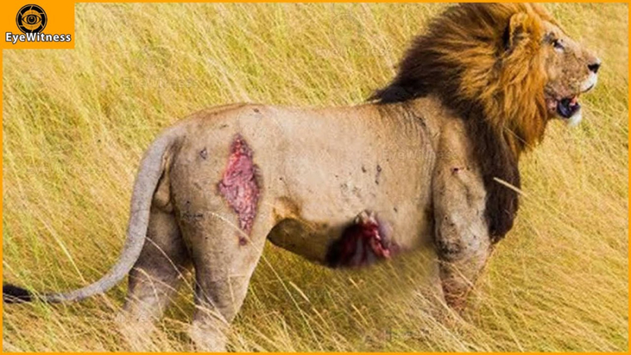 30 لحظه تیکه پاره شدن شیر ها ت...