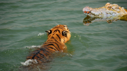 مستند حیوانات وحشی ، ببر در عم...