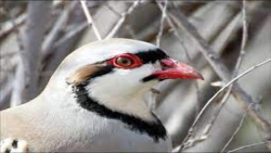 کبک نر وحشی به دام افتاده در د...