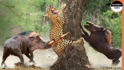 کشته شدن پلنگ توسط کفتارها | ر...