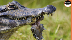 شکار حیوانات وحشی | جنگ کومودو...