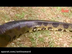 غول پیکرترین و مرگبارترین مار...