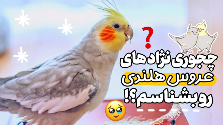 معرفی انواع نژاد عروس هلندی همراه با فیلم و عکس زمان449ثانیه
