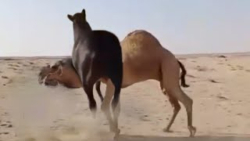 دعوا های حیوانات وحشی باورنکرد...