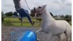 ویدیو طنز  سعی کن نخندی