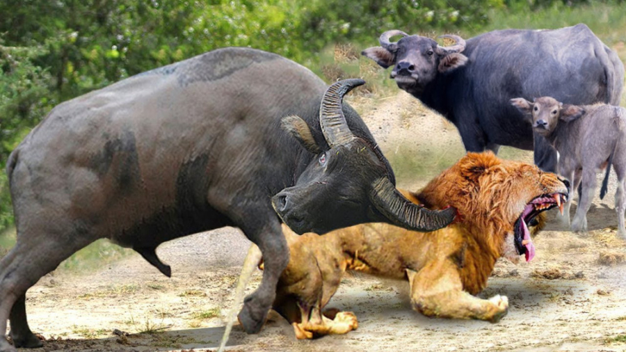 مادر بوفالو سعی می کند گوساله...
