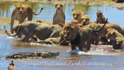 نبرد کروکودیل های گرسنه و شیره...