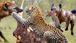 نبرد حیات وحش | نبرد کروکودیل...