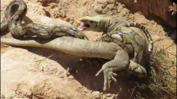 دنیای حیات وحش | پایتون در برا...