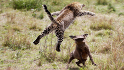 مستند حیات وحش | پلنگ پرنده در...