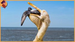 15 لحظه باورنکردنی پرندگان که...