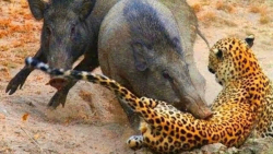 جنگ گله ای شیرها | نبرد گراز ب...