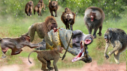 حمله شیر و میمون به پیتون | بل...