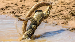 کروکودیل در مقابل گراز وحشی، آ...