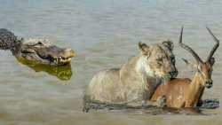 دنیای حیوانات و نبردهای دیوانه...