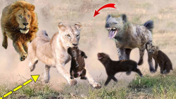 قدرت شاه شیر! 4 شیر در عرض 1 ث...