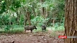 بلعیده شدن گراز نر توسط اژدهای...