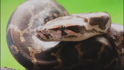 نبرد دیدنی مار با میمون | جنگ...