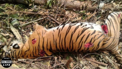 مستند حیات وحش | نبرد وحشتناک...