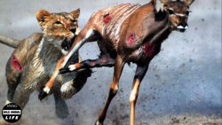 مستند راز بقا  وحشیانه ترین لح...