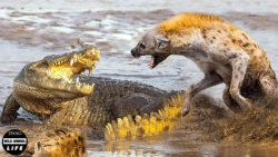 کفتار نقشه می کشد تا طعمه تمسا...