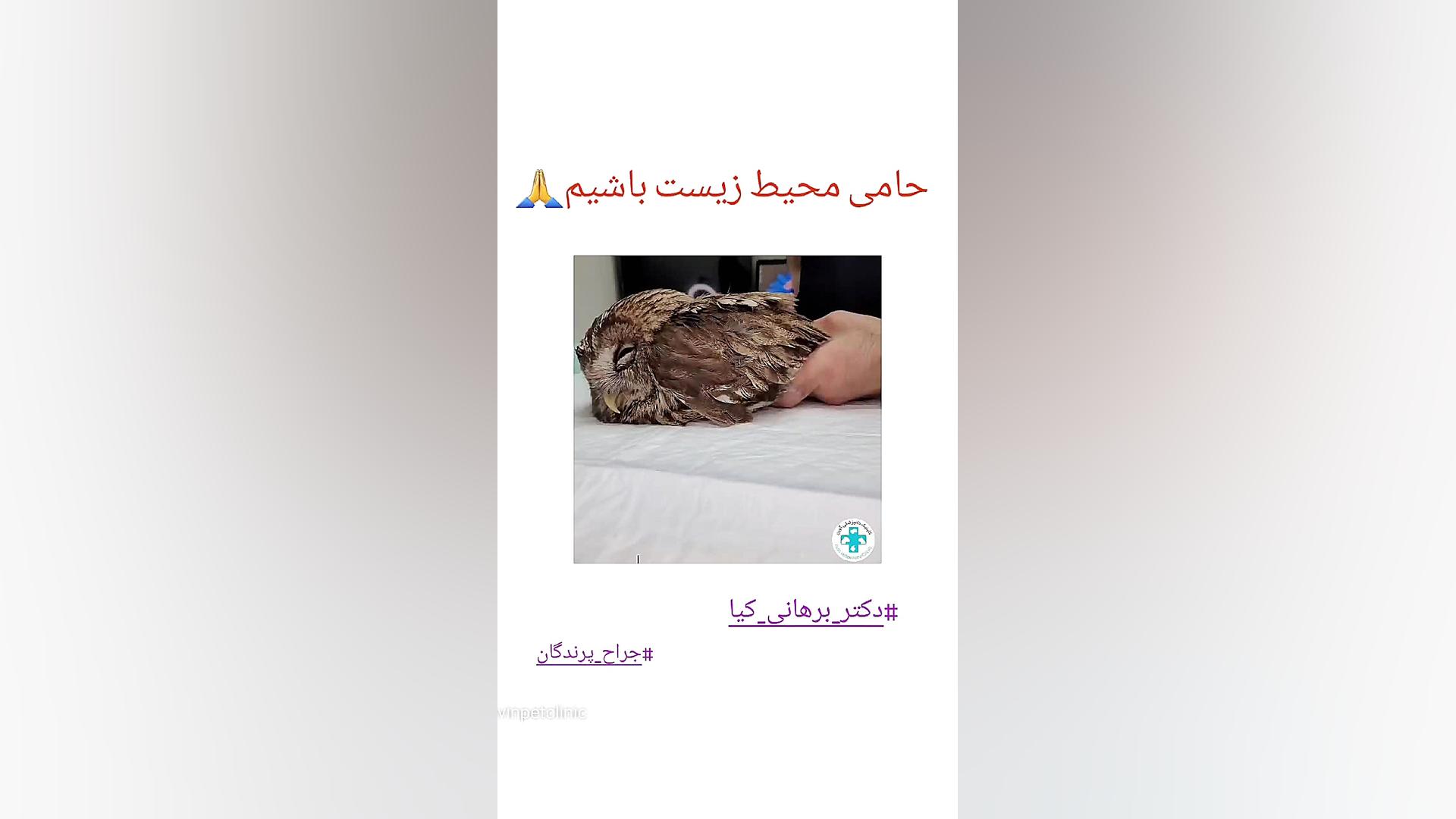 شکار تفریح نیست دکتر علی برهانی کیا