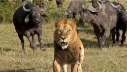 شیر یا بوفالو؟ چه کسی قوی تر ا...