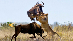 حمله دیوانه وار آنتلوپ | نبرد...