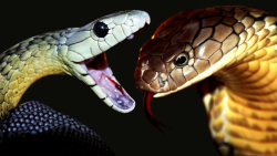 مامبا در مقابل کبرا. چه کسی در...