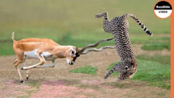 راز بقا حیوانات | شاخ های مرگب...