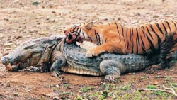 نادرترین نبرد حیوانات | مبارزه...