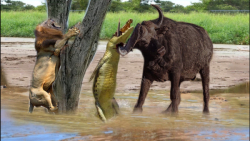 حیات وحش مبارزه تا آخرین نفس گ...