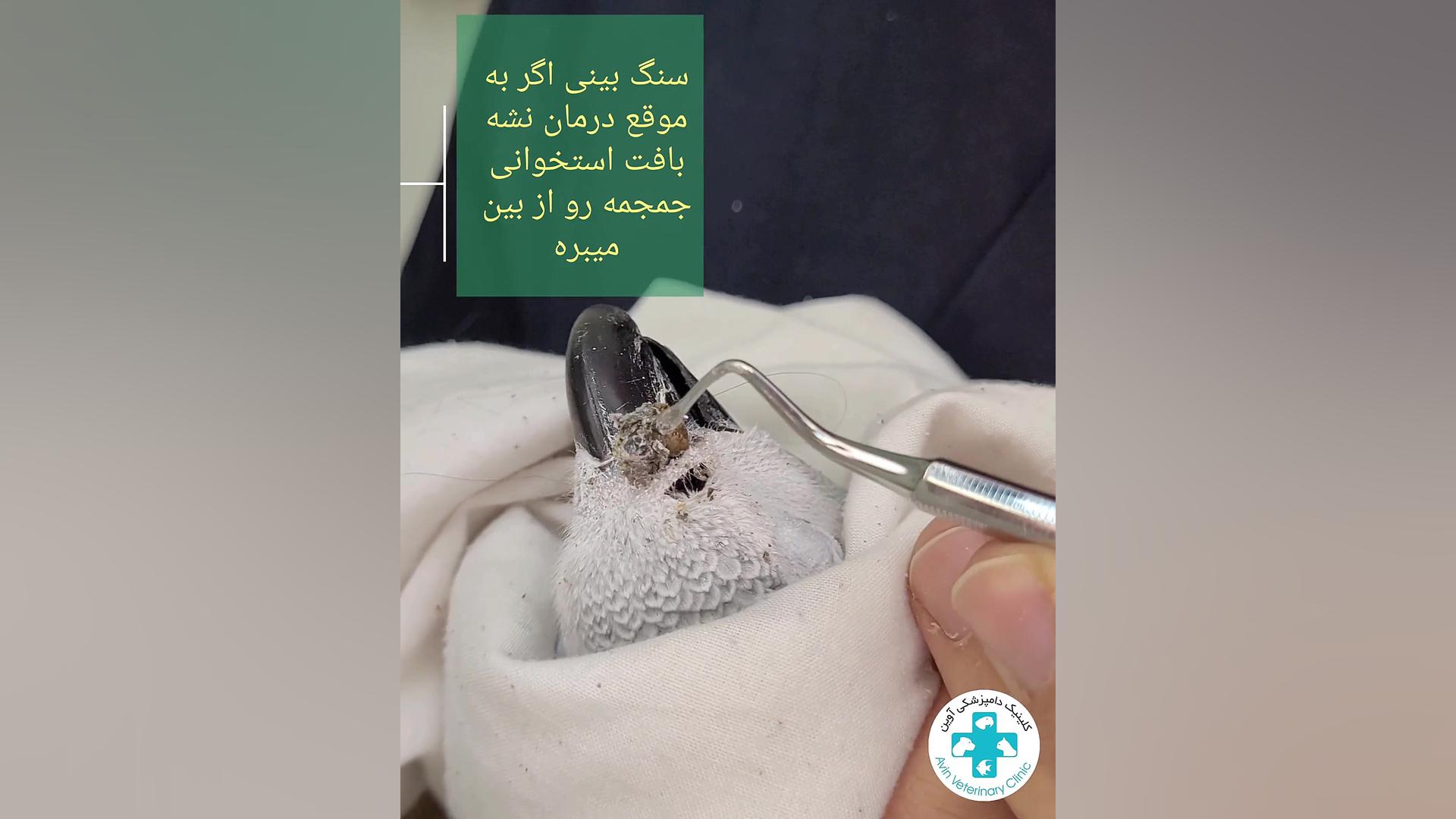 سنگ بینی پرندگان دکتر علی برهانی کیا