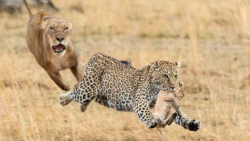 کارما در طبیعت : شیرها از پلنگ...