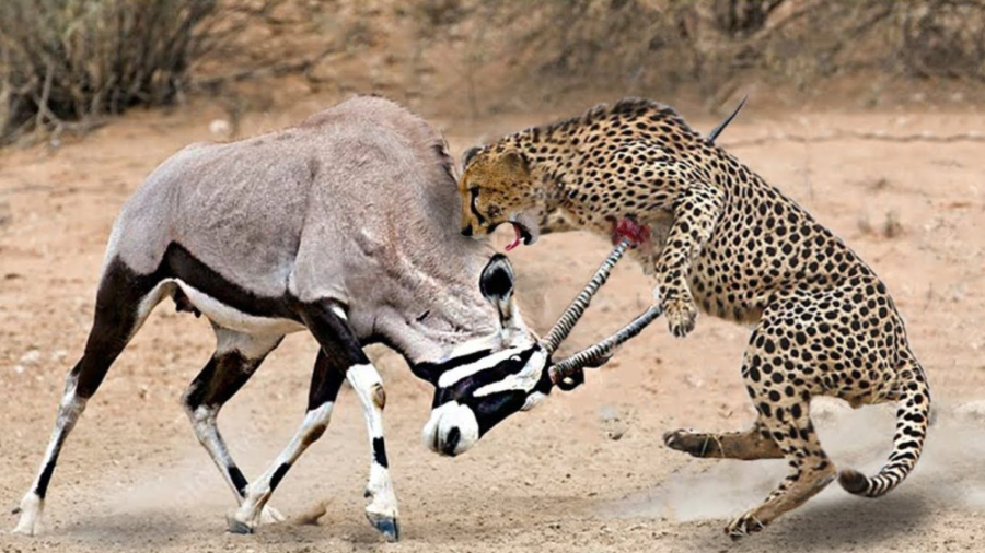 نبرد حیوانات وحشی  جنگ اوریکس...