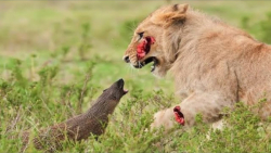 راز بقا حیوانات وحشی  کشتن شیر...