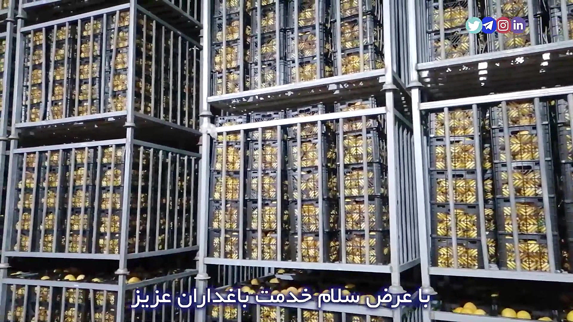 انبار مرکبات نرجس درویشی ( شیرمحمدی)